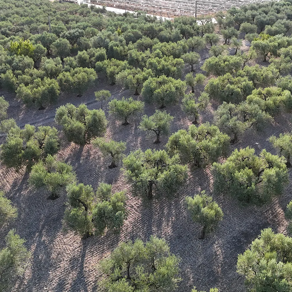 immagine campo ulivi dall'alto